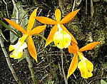 Epidendrum art