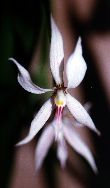 Epidendrum faustum