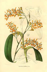 Epidendrum fucatum