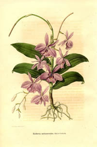 Epidendrum melanocaulon