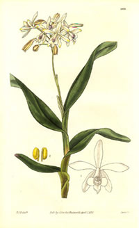 Epidendrum pallidiflorum