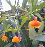 Epidendrum pseudoepidendrum