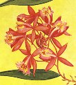 Epidendrum radicans