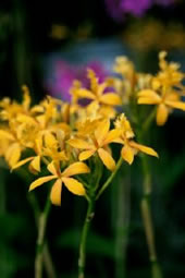 Epidendrum radicans-hybrid