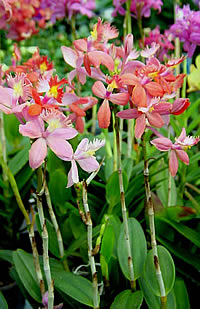 Epidendrum radicans-hybrid