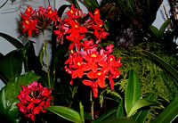 Epidendrum radicanshybrid