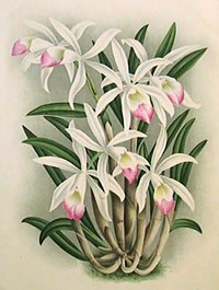 Laelia lindleyana