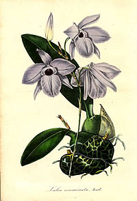 Laelia rubescens