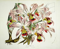 Laelia superbiens