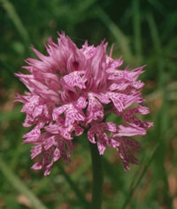 Neotinea tridentata