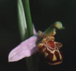 Ophrys apifera