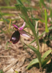 Ophrys bertolonii