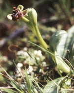 Ophrys bombilyflora