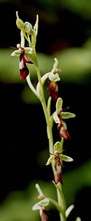 Ophrys insectifera