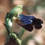 Ophrys iricolor