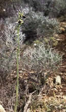 Ophrys mammosa