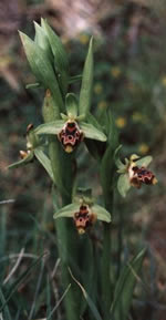 Ophrys rhodia