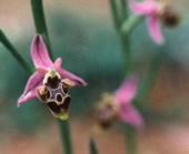 Ophrys scolopax