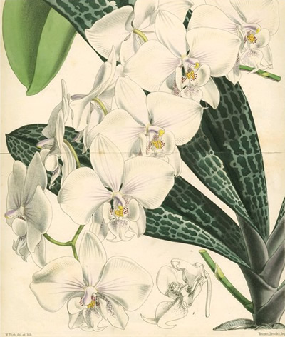 Torkade rötter av orkideer synonym