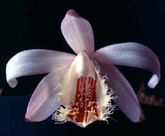 Pleione albiflora 