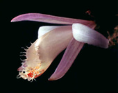 Pleione albiflora 