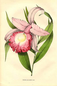 Sobralia macrantha