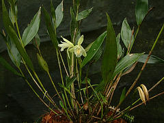Sobralia macrantha alba