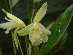 Sobralia macrantha alba