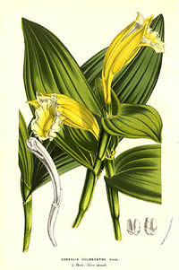 Sobralia macrophylla